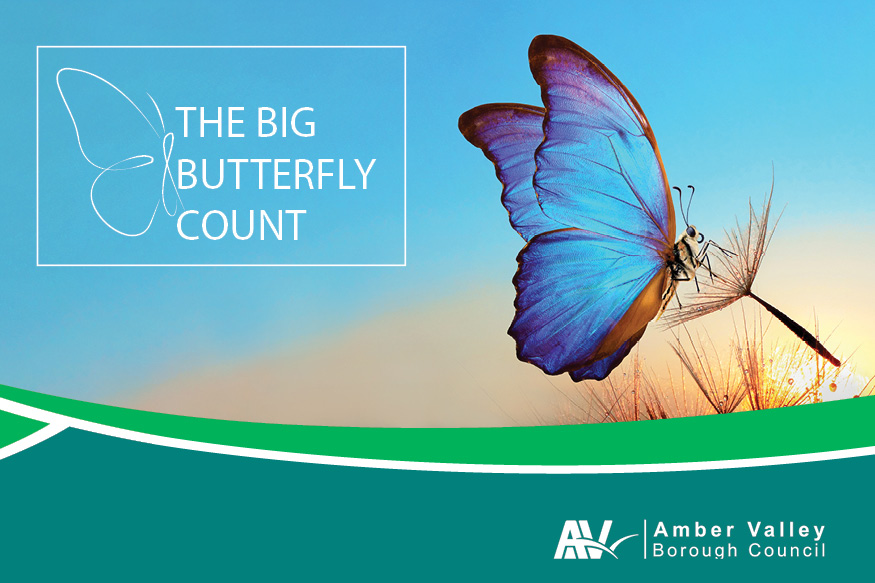 The Big Butterfly Count