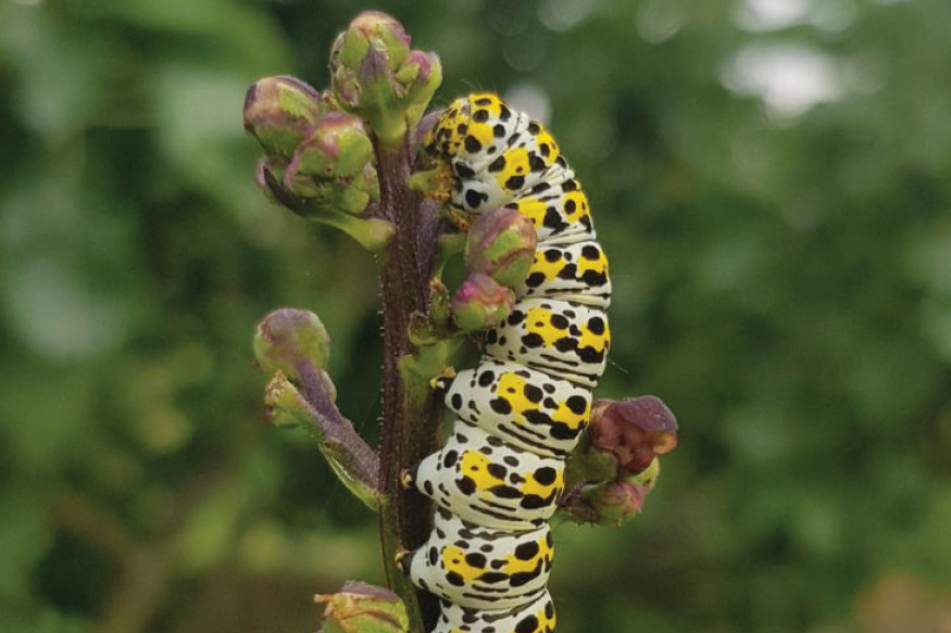 Nature at the heart of council decisions